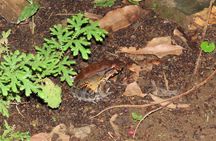 La Fortuna Educational Night Walk