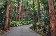 Early Morning Tour to Christ Statue and Rio Rainforest 