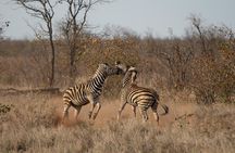 Chobe National Park Day Trip: Game Drives and River Cruise