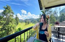 Cameron Highland Full Day Tour from KL City (Private)