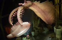 1 Day Guided Badlands Tour of Drumheller Dinosaurs Canyons Hoodoo