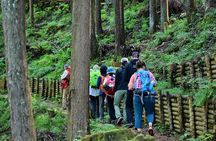 Okutama Forest Therapy Shinrin-yoku Tour with Lunch Options