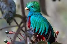 Quetzales Route: Naturalist Exploration in the Cloud Forest