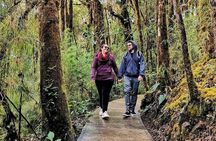 Quetzales Route: Naturalist Exploration in the Cloud Forest