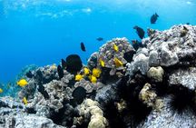 Small-Group Snorkel at Kealakekua Bay in Captain Cook, Big Island