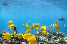 Best Coral Reef Snorkel Tour in Kona - Protected Marine Sanctuary
