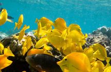 Best Coral Reef Snorkel Tour in Kona - Protected Marine Sanctuary