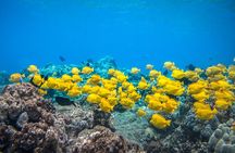 Best Coral Reef Snorkel Tour in Kona - Protected Marine Sanctuary