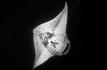 Manta Ray Night Snorkel Kona - Coral Reef Snorkel Adventures
