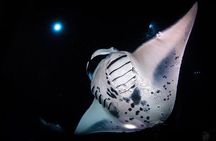 Manta Ray Night Snorkel Kona - Coral Reef Snorkel Adventures