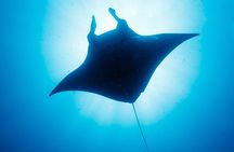 Manta Ray Night Snorkel Kona - Coral Reef Snorkel Adventures