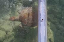 Curaçao: Clear Boat Experience – Crystal Waters & Marine Life