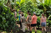 Monteverde Cloud Forest Organic Coffee Farm Cultural Experience