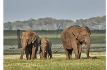 Private Anuradhapura & Wilpattu Safari Day Tour From Dambulla