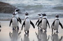 Private Cape Peninsula & Boulders Beach Penguin Tour Cape Town
