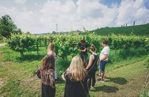 From Venice: Prosecco Wine Region Tour with 2 Tastings