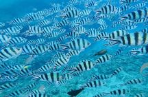 Blue Cave Private Group Introductory Snorkeling Tour