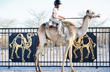  Botswana Camel Safari Experience