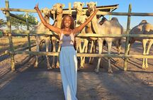  Botswana Camel Safari Experience