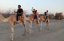  Botswana Camel Safari Experience