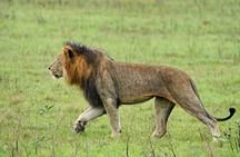 One Day Akagera National Park Big Five Safari
