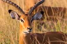 One Day Akagera National Park Big Five Safari