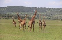 One Day Akagera National Park Big Five Safari