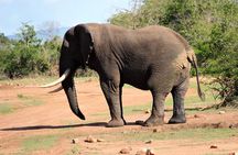 One Day Akagera National Park Big Five Safari