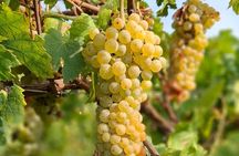 Wine Tasting with the winemaker in Villa Santa Eurosia