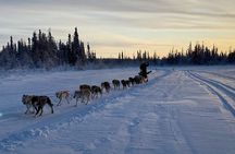 Traditional Dog Sledding Adventure in Yellowknife