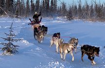 Traditional Dog Sledding Adventure in Yellowknife