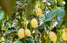 Tasting Limoncello, Oil and Typical Products in Farmhouse