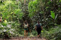 AOA Polynesian Forests - Hiking Sanctuary Biodiversity Tahiti