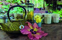 AOA Polynesian Forests - Hiking Sanctuary Biodiversity Tahiti