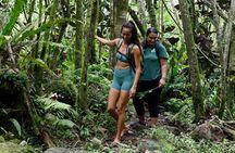 AOA Polynesian Forests - Hiking Sanctuary Biodiversity Tahiti