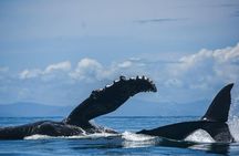 Experience a Private Whale Watching Tour in Uvita from San José