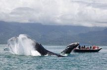 Experience a Private Whale Watching Tour in Uvita from San José