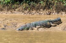 Jumping Crocodiles + Wetlands Half-Day