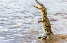 Jumping Crocodiles + Wetlands Half-Day