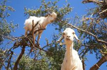 Agadir Crocoparc and Goats on Trees Day Tour