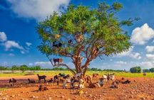Agadir Crocoparc and Goats on Trees Day Tour