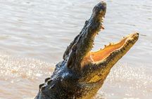 Jumping Crocodiles + Wetlands Half-Day