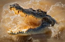 Jumping Crocodiles + Wetlands Half-Day