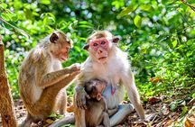 Sigiriya and Dambulla day trip, the cream of Sri Lankan heritage