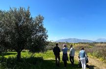 Balestrate Olive Grove Tour: Wine and Olive Oil Tasting 