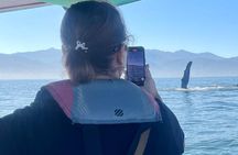 Whale Watching Experience in Puerto Vallarta