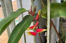 Dunns River Falls Mahogany Beach and Hilltop Lookout Tour