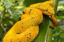 Sloths and Waterfalls with Rainforest Wildlife Experience