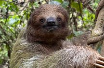 Sloths and Waterfalls with Rainforest Wildlife Experience