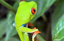 Sloths and Waterfalls with Rainforest Wildlife Experience